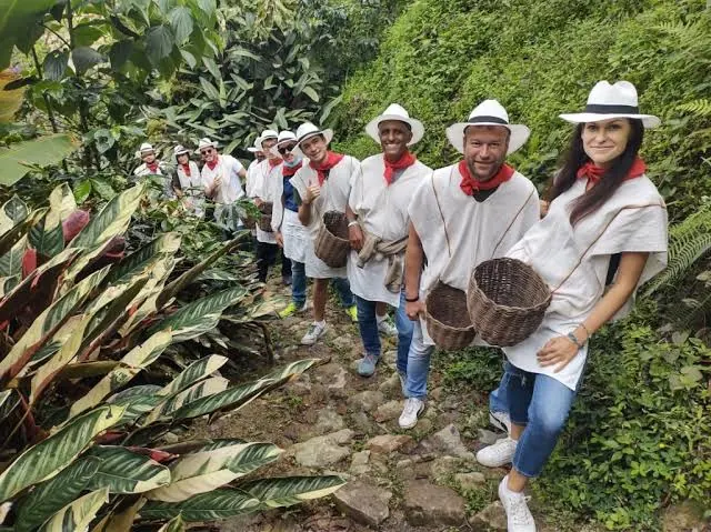 Grupo con sombreros y canastos recolectando café en la finca